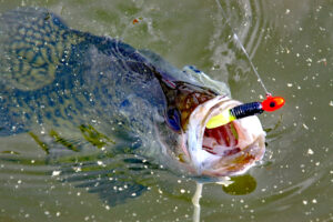 Big jigs like Yum’s Wooly Beavertail are great for coaxing bites from winter crappie gorging on threadfin shad. (Photo: Keith Sutton)