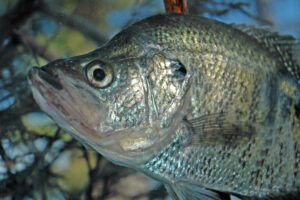 If you know where to look for crappie and how to fish light lines and little jigs, you may enjoy some of the best crappie fishing of the year in cold weather when fewer anglers are on lakes and rivers.