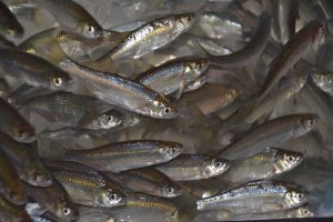 While it might vary regionally, Anderson Minnow Farm, one of the largest live-bait producers in the world, says golden shiners are their highest selling product. (Photo courtesy Anderson Minnow Farm)