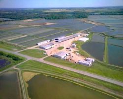 Anderson Minnow Farm, located in Central Arkansas is said to be the largest minnow hatchery in the world. (Photo courtesy Anderson Minnow Farm)