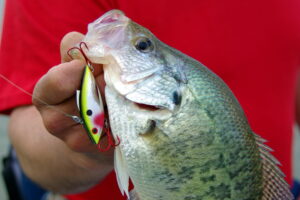 Bill Lewis Lures’ Tiny Trap entices big crappie when worked like a bass jig. (Photo: Keith Sutton)