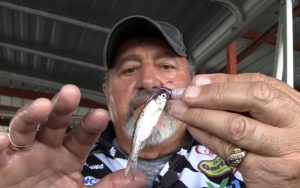 The Bobby Garland Minnow Mind'R is an excellent lure when fished with no trailer, but it holds a live minnow in place when anglers need that option. (Photo courtesy Gary Dollahon)