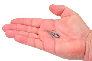 Berkley engineers say their Power® Switch lure, has erratic, large darting actions uncommon with other baits. (Contributed Photo)