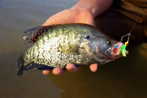 How to Catch More Crappie in Muddy Water - Crappie Now