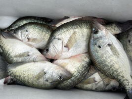 A livewell full of crappie is a bonus to a fun day on the lake. These fish were taken from Arkabutla Lake, Mississippi, last summer, caught in five to nine feet of water. (Photo: Tim Huffman)