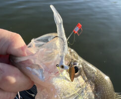 More and more anglers are discovering that planer boards will up their game. They can help anglers cover a much wider swath of water. They’re also helpful trolling shallow water when you have to be sure jigs aren’t dragging bottom.