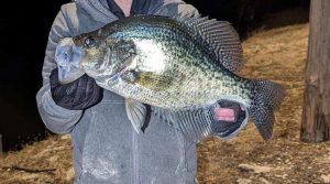 The photo of the alleged Kansas record white crappie submitted with the first application, prior to investigators doing an x-ray that they say showed it had been stuffed with what appeared to be two ball bearings. (Image courtesy Kansas Department of Wildlife & Parks)