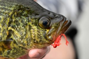 The LarvaZ is a small but highly effective lures that’s productive year-round, but it’s ideal for typical March crappie-fishing scenarios. (Z-Man Photo)