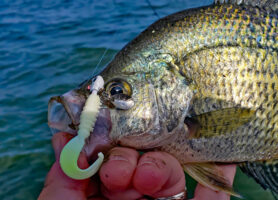 A Northland Thumper Crappie King jig is one of Joel Nelson’s favorites because it’s versatile for casting or jigging, and it catches crappie