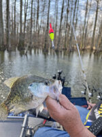 Casting a slip cork allows a fisherman to stay a long distance away from the fish to avoid spooking them, fish at any depth and have the fun of a disappearing cork. A fish like this one is a good bonus. (Photo: Tim Huffman)