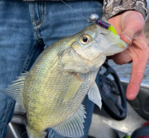 A big crappie was fooled by one of Alex Palmer’s jigs on a spring trip at Truman Lake.