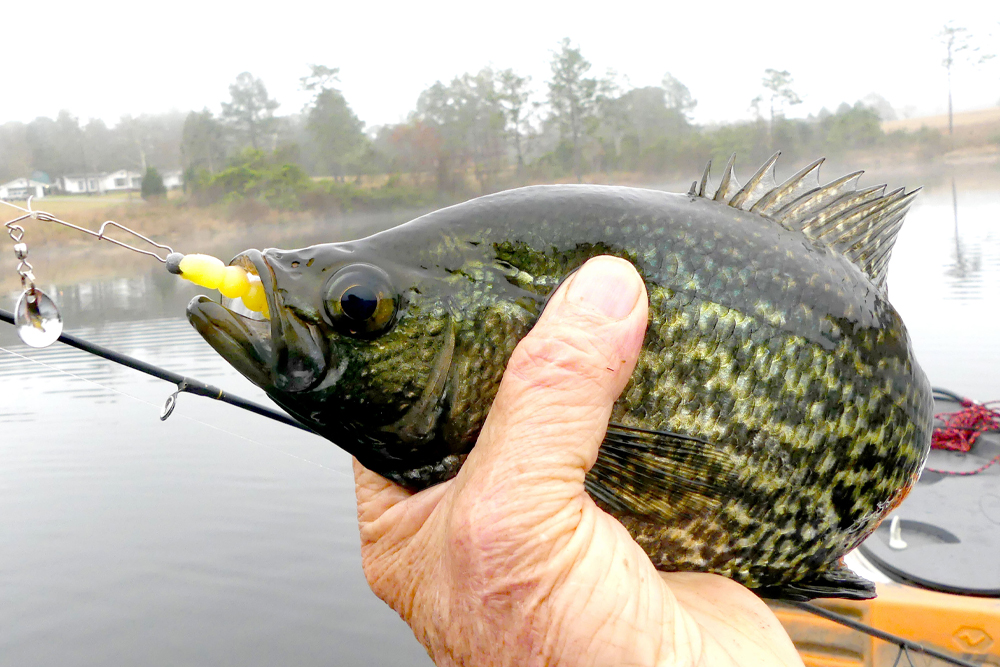 Don’t Forget the Beetlespin - Spinnerbaits for Crappie, by Ed Mashburn