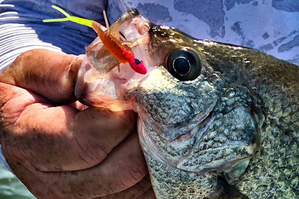 Bobby Garland Top 6 Crappie Bait Profiles - An Inside Look at Bait
