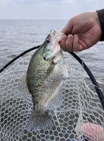 Unlike more well-known Mississippi lakes, on Barnett Reservoir there is no size limit on crappie and anglers can keep up to 30 fish per day. But there are still plenty of fish found here that will have anglers yelling, “Get the net!” (Photo: Richard Simms) 