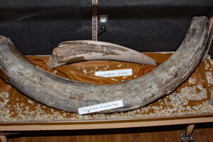 The Conneaut Lake Museum has tusks and other skeletal remains of several wooly mammoths and a mastodon recovered from the Conneaut Lake and nearby swamp. 