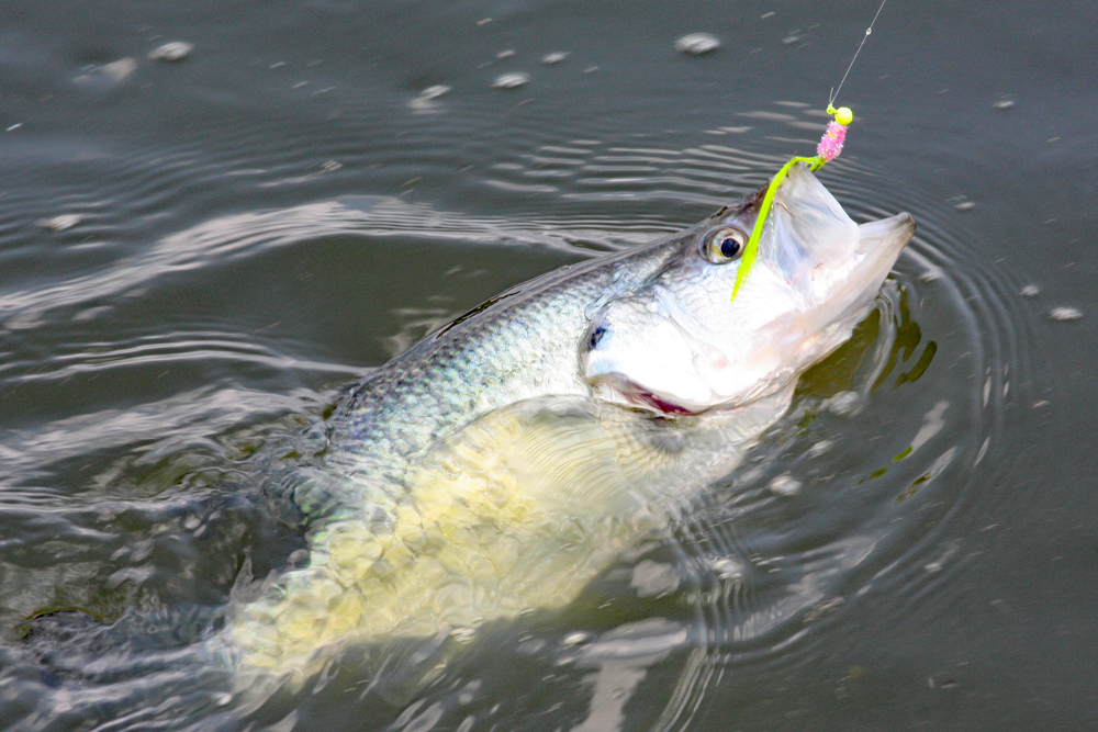 When he realized big crappies like 4-inch baitfish, Glasgow now ties larger jigs than most crappie anglers use.