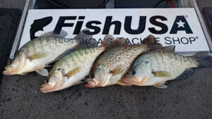 Quick mixed bag crappie catch off of one Lake Arthur brushpile.