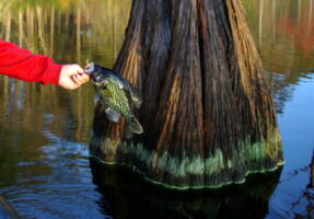 Casting a jig against the side of a cypress tree and allowing it to fall near crappie cover beneath—The Knock-and-Roll—is a good tactic for spooky fish. (Photo: Keith Sutton)