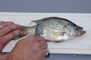 When you scale crappie to prepare them for eating, save some of the scales, which work like chum to stimulate hot-weather crappie feeding activity. (Photo: Keith Sutton)