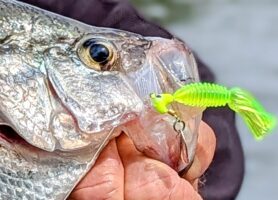 The Crappie Tamer pairs perfectly with a 1/16-ounce Roadrunner jighead. 