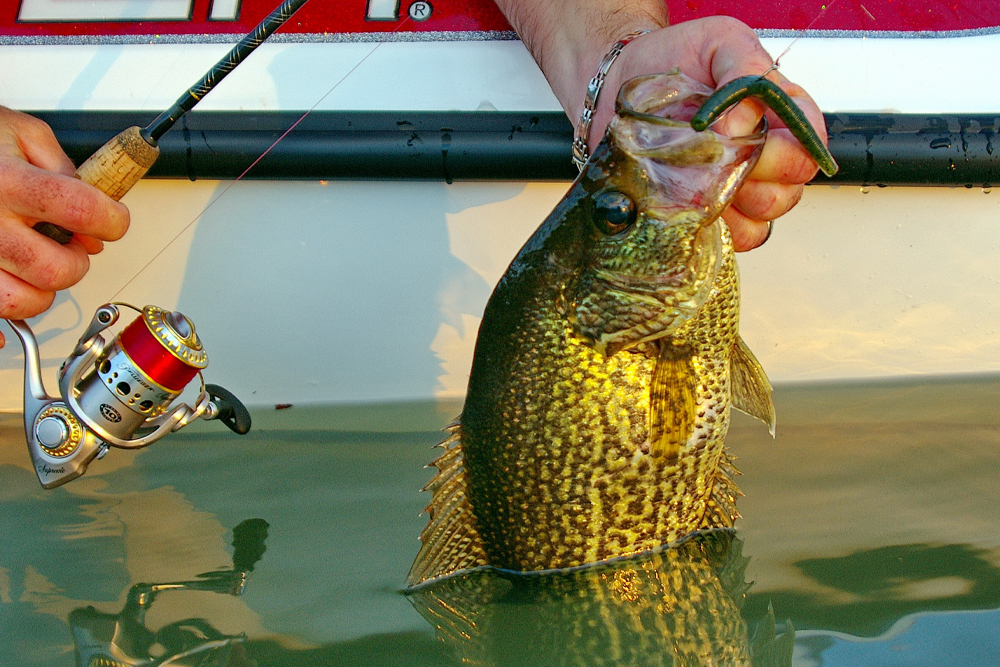 During the dog days of summer, catching crappie may require thinking outside the box and trying unconventional fishing tactics, like fishing with a soft-plastic Yum Dinger. (Photo: Keith Sutton)