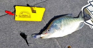 An Off Shore Tackle planer board, coupled with a Tadpole Diving Weight. Was the perfect combination to reach this hefty summertime white crappie.