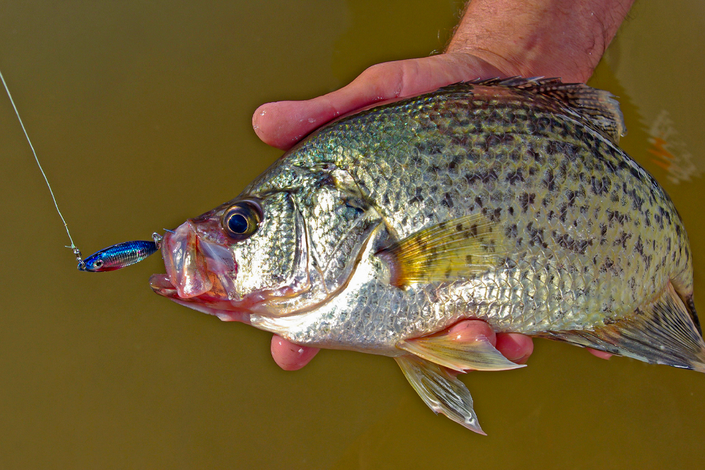 The Ultimate Guide to Dog Days Crappie, by Keith Sutton