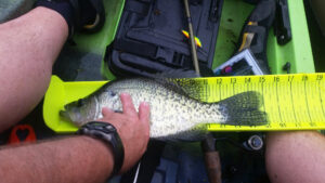 A hefty 15-inch black crappie from the small natural lakes Ohmer fishes. (Photo: Dave Ohmer)