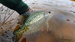 Exceptional Crappie Angler Series - Crappie Now
