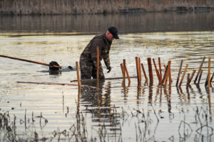With an “assist” from his playful retriever, Shawn Hines donned waders to slip into one of his favorite wintertime shallow water areas and drive stake beds before the lake rises in the spring. (Photo: Richard Hines)