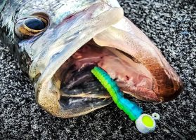 Eye Hole Jigs have hollow eyes so anglers can embed crappie scent nuggets, helping consistently provide longterm crappie-catching attractant to their lures. (Photo courtesy Jeff Smith, Crappie Magnet)