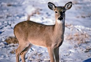 A curious whitetail doe watches as anglers pass nearby on Arkansas’ Lake Greeson. (Photo: Keith Sutton)