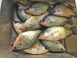 The end result of a successful guide trip: a live well full of crappies. (Photo: Brent Frazee)