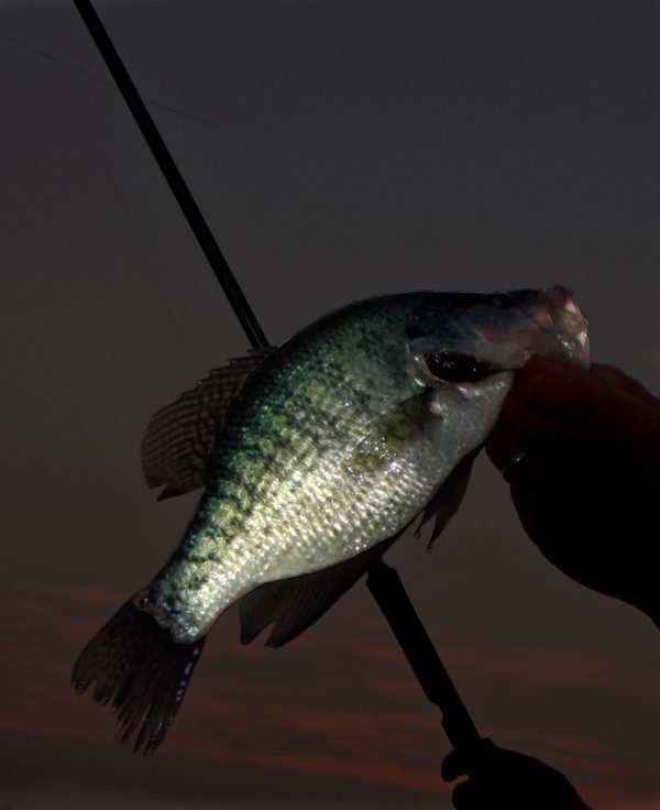 Advanced Seasonal Structure…Night Fishing for Crappie - Crappie Now