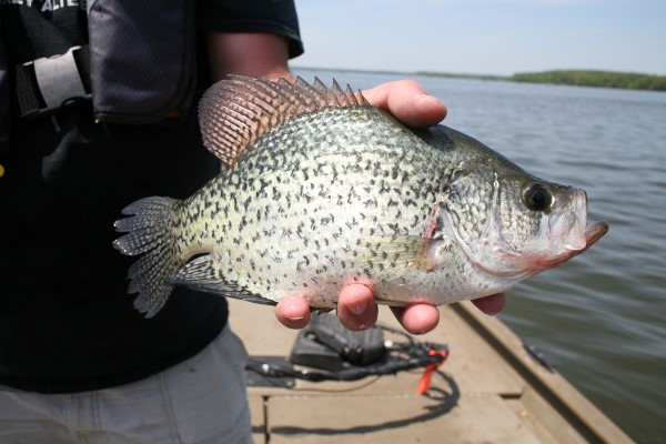 A nice, northern black crappie. “Where the crappie were holding at 12 feet,” Toalson explains, “when the cormorants arrive they go deeper than twenty feet.”