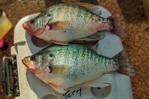On March 7th, fishing on Lake Grenada in Mississippi, Larry Stewart and his daughter weighed in seven crappie that weighed an incredible 21.17 pounds. Stewart was using a relatively new technique he calls, “Drop Down on ‘Em.” 