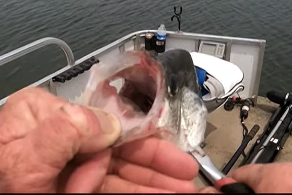 Video Tip: Releasing Deep Hooked Crappie