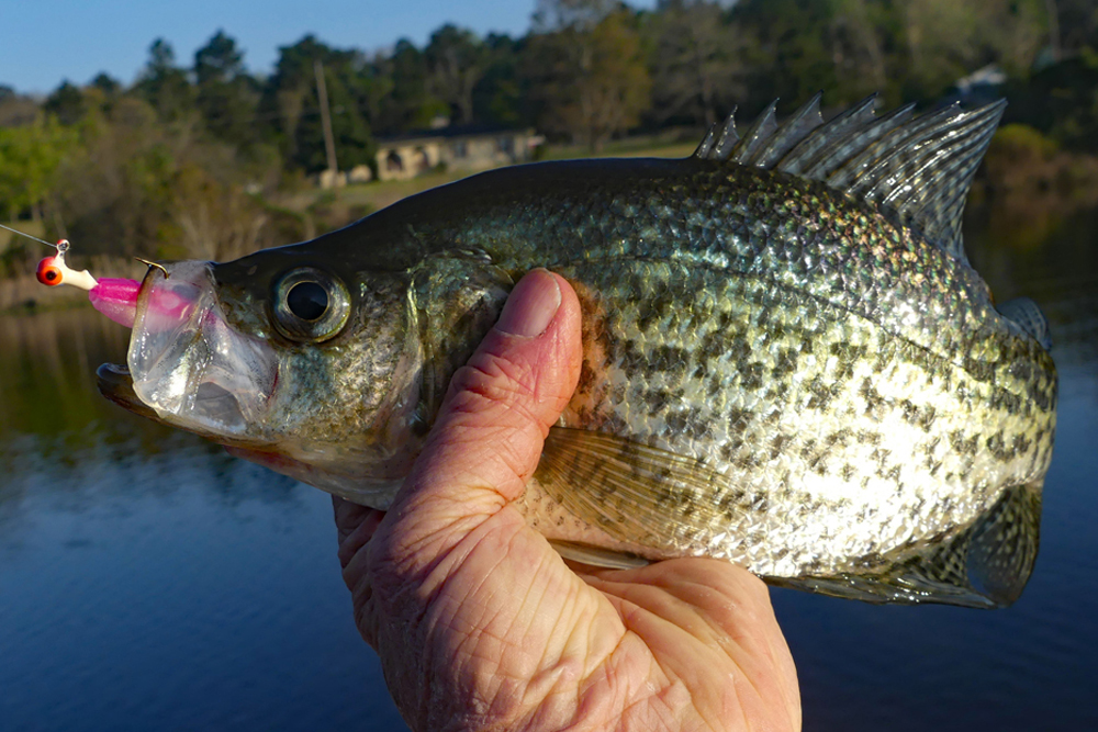 Weiss Lake - A Deep South Crappie Paradise, by Ed Mashburn