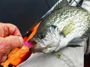 Making Sense of Crappie Scents, by Ed Mashburn - Crappie Now