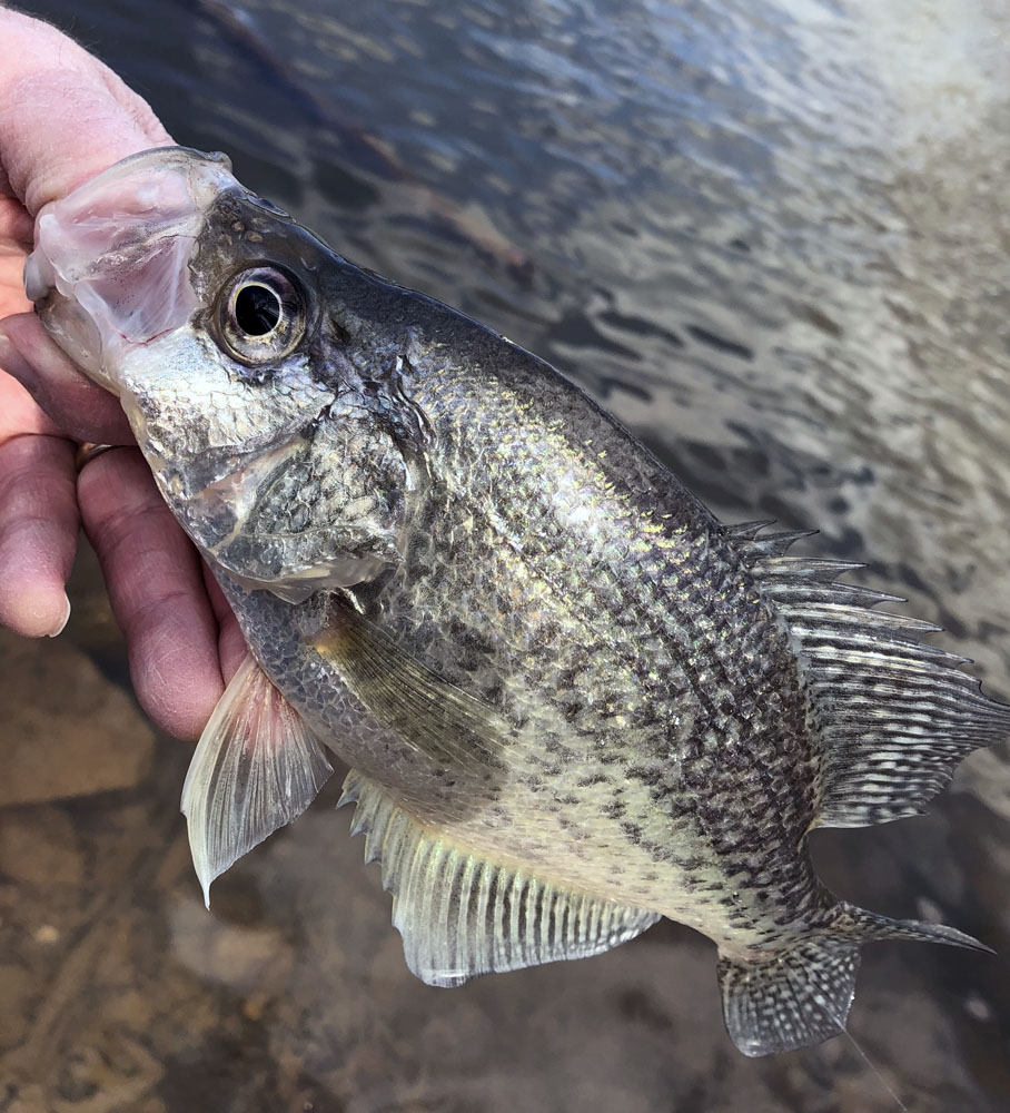 Have a Crappie Day with a Fly Rod, by Jim Mize - Crappie Now