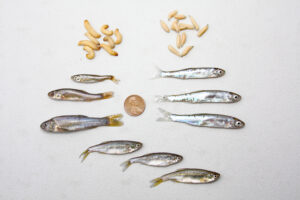 Top Hooking Shiners for Live Bait 