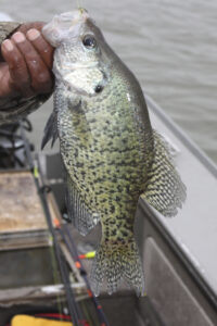 Mosquito’s offshore crappies