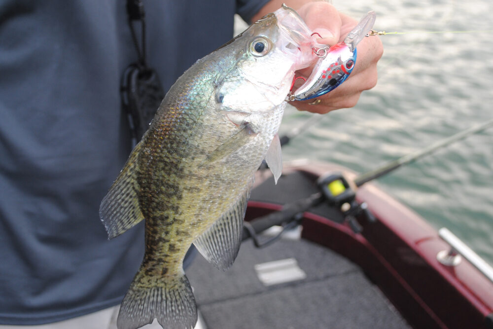 Pulling crankbaits for crappie in the summer remains a popular tradition on the central Mississippi lakes.