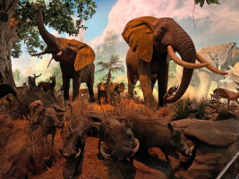 Life-sized elephants grace an incredibly natural African display in the Wonders of Wildlife Museum. (Photo: Richard Simms)