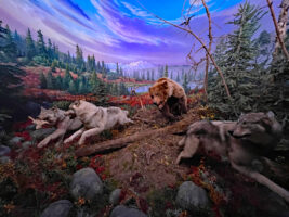 Huge dioramas featuring life-sized, full-body animals are featured throughout the Wonder of Wildlife Museum and Aquarium. (Photo: Richard Simms)