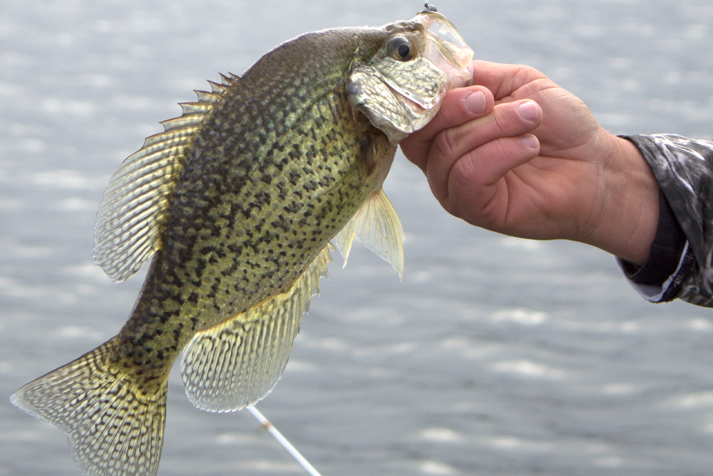 Crappie Tips: Clear Water Crappie - Crappie Now