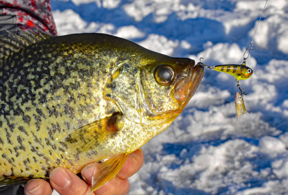 One of Chad Schut’s favorite winter hard baits is the Salmo Chubby Darter. He often tips the lead hook with a minnow head.
