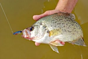 Many modern spoons are imprinted with realistic patterns that closely resemble live baitfish. One that looks like a shad or minnow is a sure crappie-catcher. (Photo: Keith Sutton)