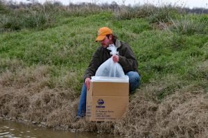 After being kept indoors in a controlled-climate environment for three weeks, golden shiner fry are released into an outdoor pond where they’ll grow before being caught with a seine to be sold. (Photo courtesy Anderson Minnow Farm)