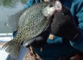 January or February are typically the coldest months in the South, but anglers willing to dress warmly and bear the low temperatures can find plenty of slab crappie biting in the region’s top lakes.